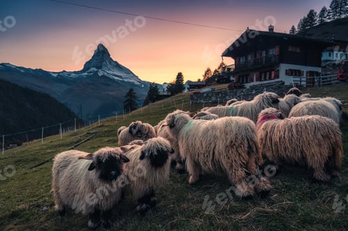 Preview: Valais blacknose sheep in stall and cottage on hill with Matterhorn mountain in the sunset