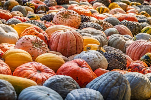 Preview: Assortment of pumpkins at agricultural farmers market. Harvesting, Halloween and Thanksgiving