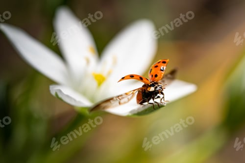 Preview: Closeup shot of a ladybug flying on a white flower
