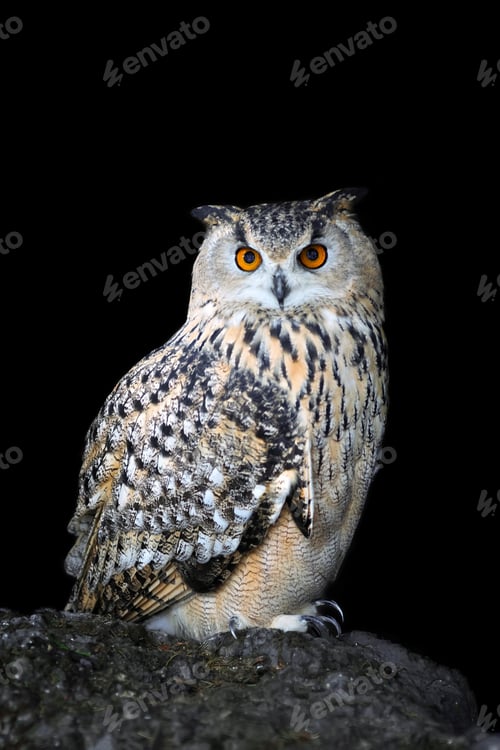 Preview: Close up owl portrait