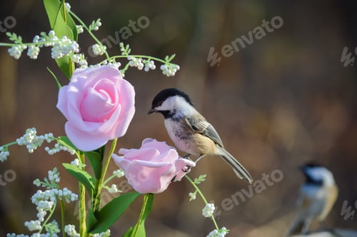 Preview: Black-headed Chickadee on a Rose