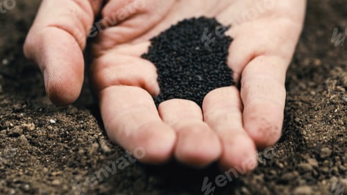 Preview: Farmer's hand holds small black basil seeds near the ground ready for sowing