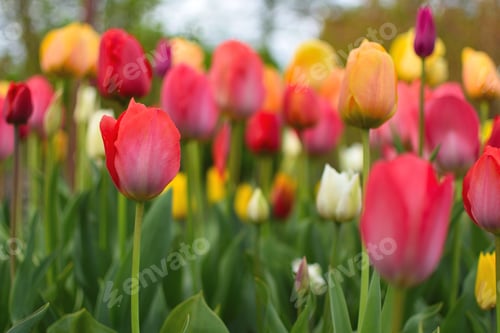 Preview: Colorful red white and yellow tulips flowers in spring
