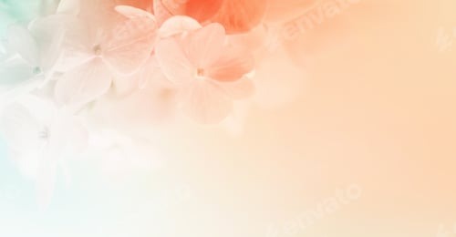 Preview: Sweet Color Hydrangeas In Soft And Blur Style For Background