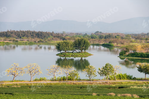 Preview: Tea plantation with yellow cotton tree with swan in lake