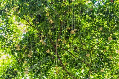 Preview: the tops of a large green tree with some yellow flowers