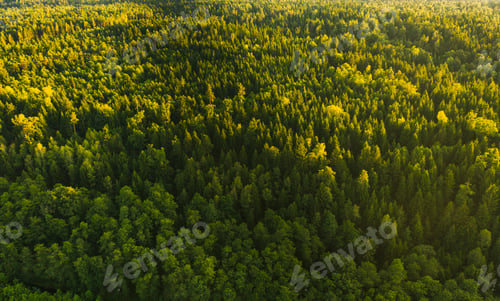Preview: Aerial view at green alpine forest in Austria
