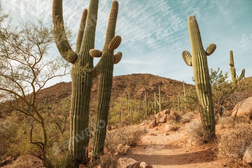 Cactus Landscape in the Arizona Desert at Daytime