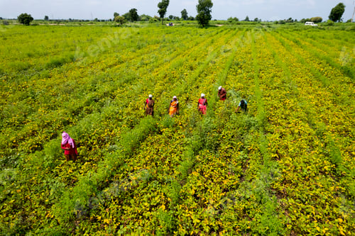 Preview: Aerial view of farmer working in the green agriculture field.