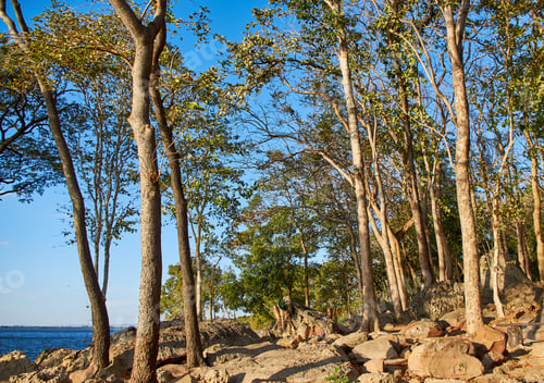 Preview: The rock and big trees in the island