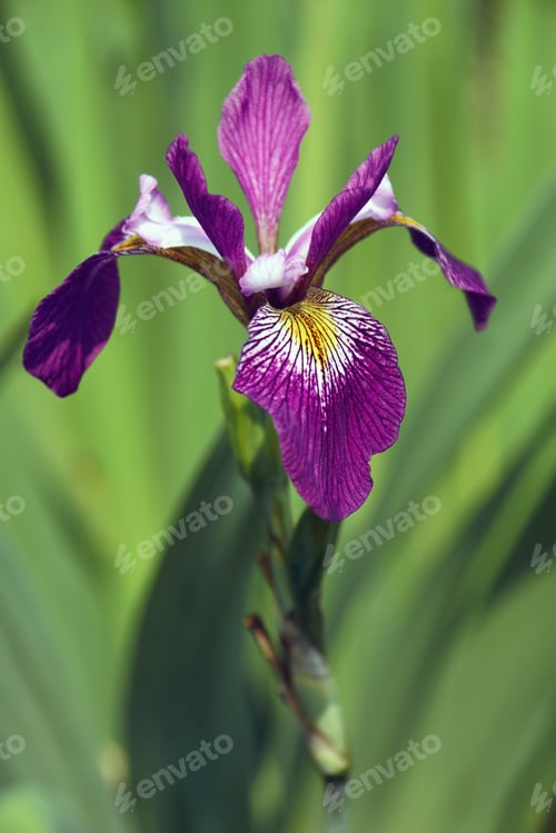 Preview: John Wood Blue Flag Iris (Iris Versicolor ‘John Wood’). Called Dagger Flower, Water Iris And Liver
