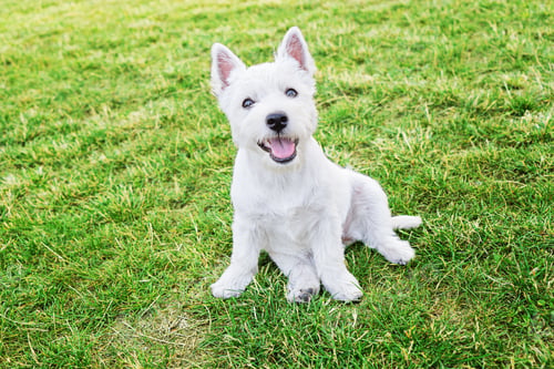 Preview: Cute west highland white terrier puppy sitting on grass and looking at camera