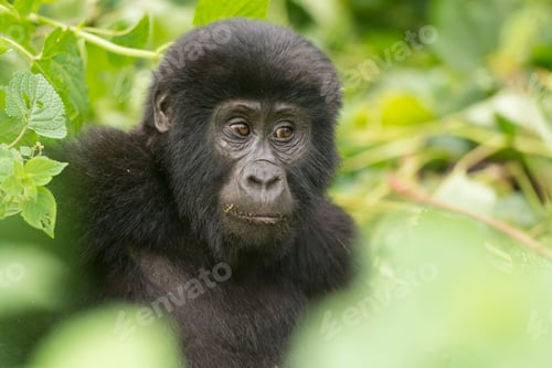 Preview: A Young Gorilla in the Forest