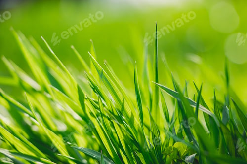 Preview: Young green fresh grass in spring. Greenery in sun. Abstract natural background.