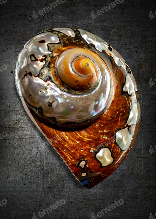Preview: South African Turban Shell on a gray background