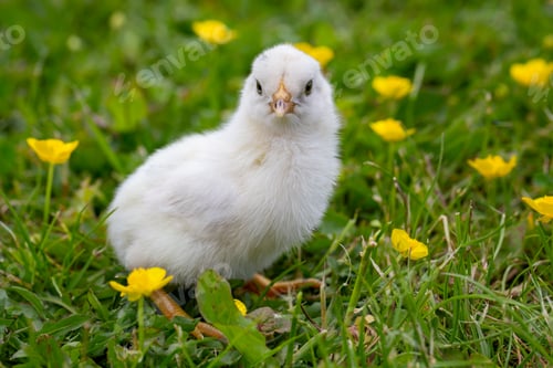 Preview: Young newborn chicken on green gras