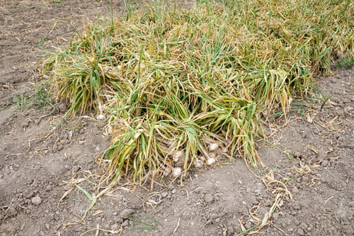 Preview: Bunches of garlic recently harvested in the crops Spain.