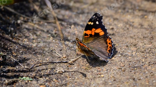 Preview: Indian red admiral butterfly basking sun in the morning.
