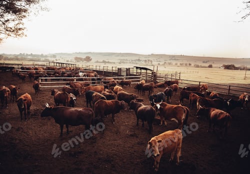 Preview: Western Ranch with cattle