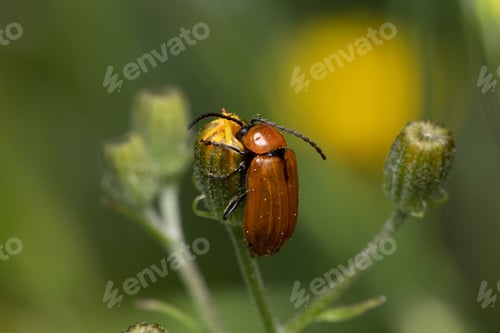 Preview: Soft focus of a brown beetle on a yellow bud at a garden