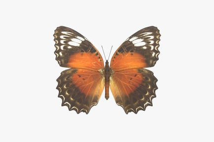 Preview: Detailed Red Lacewing Butterfly with Open Wings