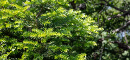 Preview: Fir tree close up. Fresh spruce background. Christmas tree in nature, copy space. Xmas card template