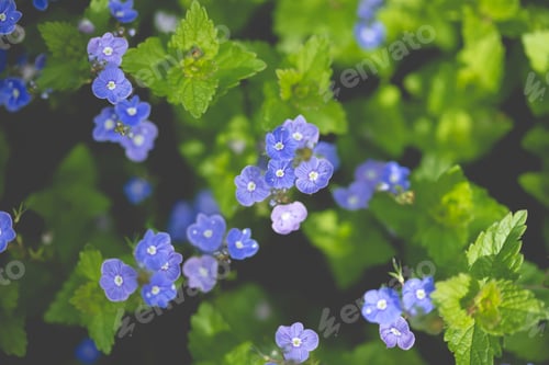 Preview: Many blue forget-me-nots, natural floral background, selective focus