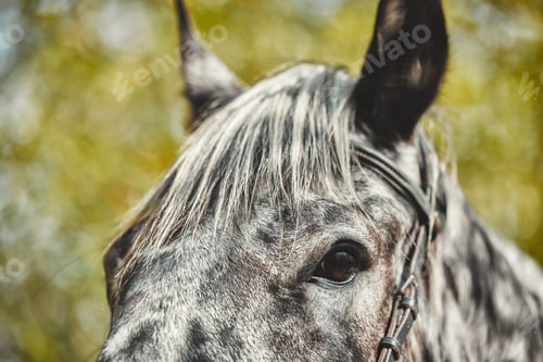 Preview: Eyes, equestrian and a horse closeup in the countryside during summer for stallion or sustainabilit
