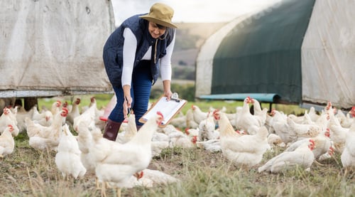Preview: Agriculture, chicken farming and woman with clipboard on free range farm, environment and field. Su