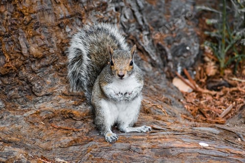 Preview: Gray tree Squirrel looking at the camera