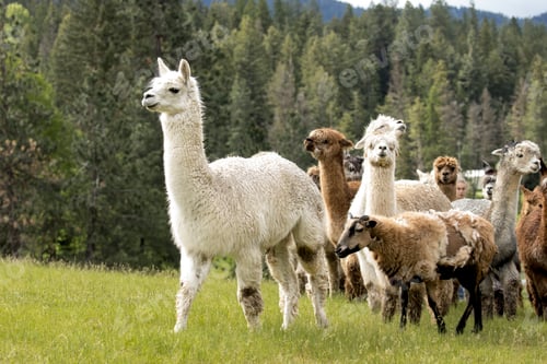 Preview: Alpaca leads the group.