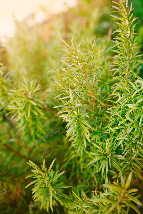 Preview: Rosemary
