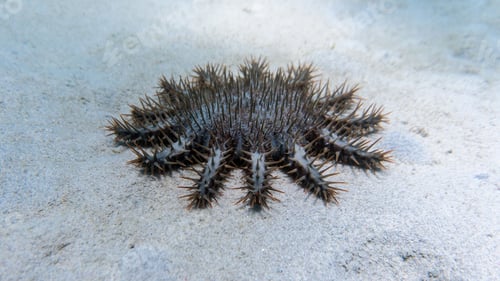 Preview: Spiky crown-of-thorns starfish in the sea