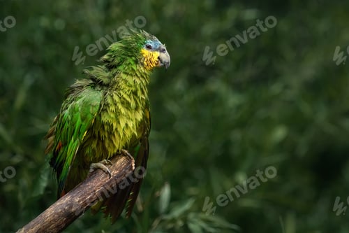 Preview: Soaking Wet Orange-winged Amazon Parrot (Amazona amazonica)