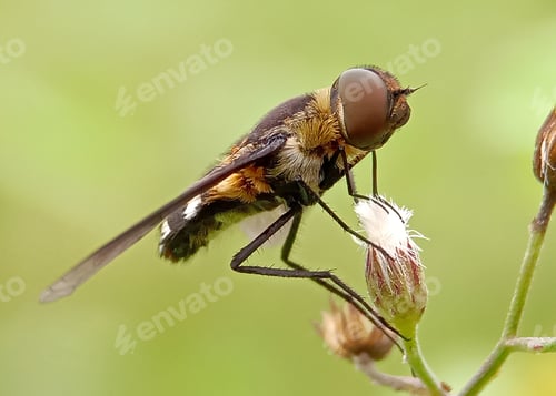 Preview: Flies