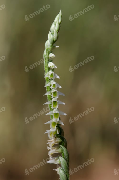 Preview: Vertical closeup shot of a blooming wild autumn lady's tresses orchid