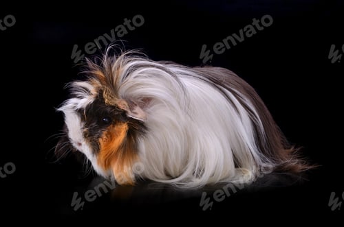 Preview: Cute guinea pig