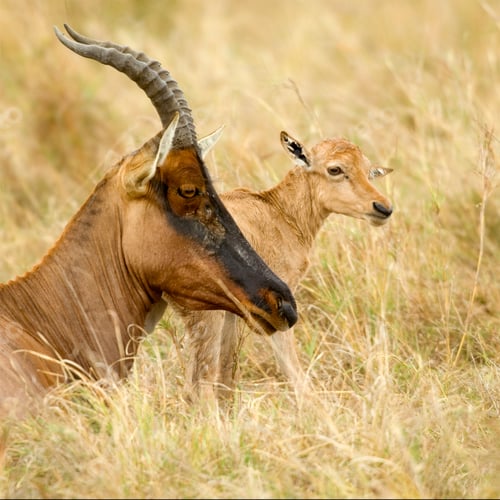 Preview: young Topi Masai mara Kenya