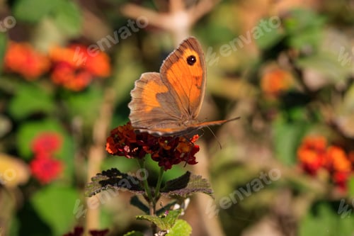 Preview: Beautiful butterfly on blossoming flower in sunlight