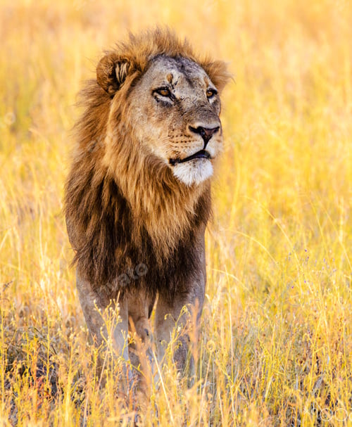 Preview: A Magical Botswana Wildlife place in World