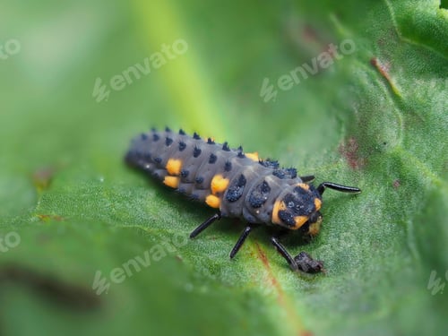 Preview: Ladybug larva