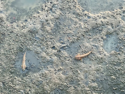 Preview: Fish amphibians living in mangrove forests are called Mudskipper.