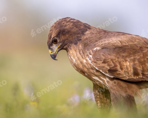 Preview: Buzzard perched in grass