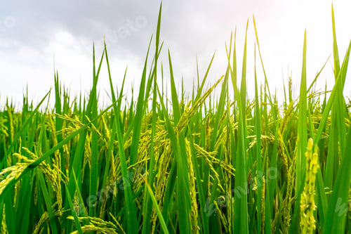 Preview: Green paddy field. Rice plantation. Organic jasmine rice farm in Asia. Rice growing agricultural
