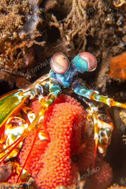 Preview: Mantis Shrimp with Egg Brood