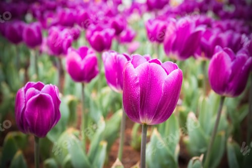 Preview: purple tulips field closeup