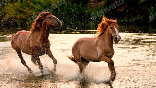 Preview: Wild Horses of the Salt River, Apache Junction, AZ