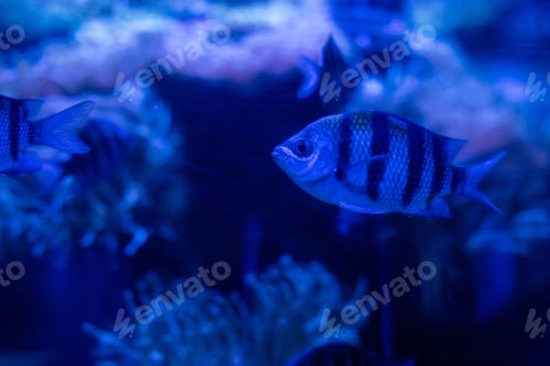 Vista previa: striped fishes swimming under water in aquarium with blue lighting