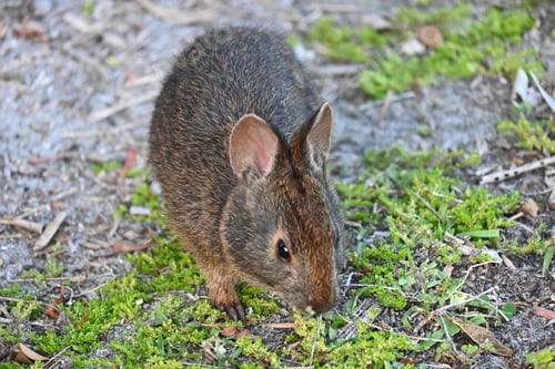 Preview: Small brown bunny in a lush forest in an outdoor environment