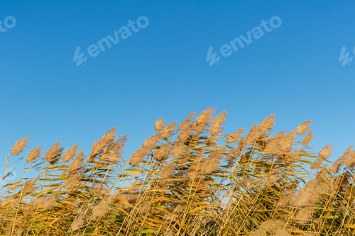 Preview: reeds with blue sky